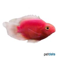 Papageienbuntbarsch Rot (Cichlidae sp. 'Red Parrot')
