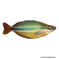 Pappan Creek-Regenbogenfisch (Melanotaenia trifasciata 'Pappan Creek')