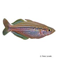 Papua Regenbogenfisch (Melanotaenia papuae)