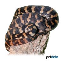 Papua Teppichpython (Morelia spilota harrisoni)