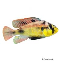 Papyrus Maulbrüter 'Yellow Belly' (Haplochromis aeneocolor 'Yellow Belly')