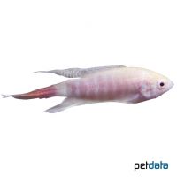 Paradiesfisch-Albino (Macropodus opercularis 'Albino')