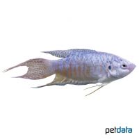 Paradiesfisch-Blau (Macropodus opercularis 'Blau')