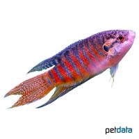 Paradiesfisch (Macropodus opercularis)