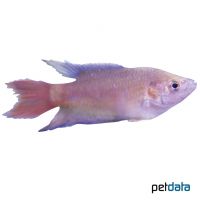 Paradiesfisch-Rot (Macropodus opercularis 'Rot')