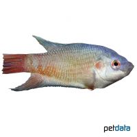 Paradiesfisch-Rotblau (Macropodus opercularis 'Rotblau')