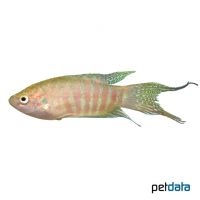 Paradiesfisch-Rotgold (Macropodus opercularis 'Rotgold')