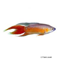 Paradiesfisch-Super Rot (Macropodus opercularis 'Super Rot')