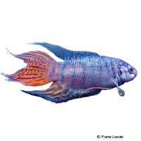 Paradiesfisch-Ultra Blau (Macropodus opercularis 'Ultra Blau')
