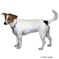 Parson Jack Russell Terrier ()