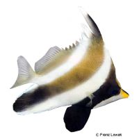 Pazifik-Wimpelfisch (Heniochus chrysostomus)