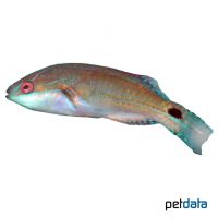 Pazifischer Prachtzwerglippfisch ♀ (Cirrhilabrus exquisitus)