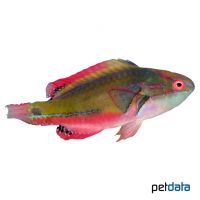 Pazifischer Prachtzwerglippfisch (Cirrhilabrus exquisitus)