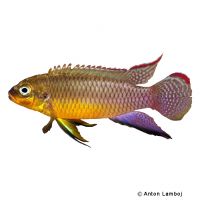 Pelvicachromis kribensis 'Nyete' (Pelvicachromis kribensis 'Nyete')