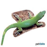 Pemba-Taggecko (Phelsuma parkeri)