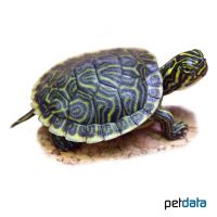 Peninsula-Schmuckschildkröte (Pseudemys peninsularis)
