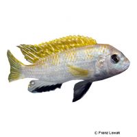 Perlmutt-Malawibuntbarsch (Labidochromis sp. 'Perlmutt')