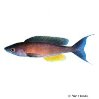 Pfauen-Kärpflingscichlide (Cyprichromis pavo)