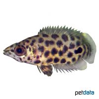 Pfauenaugen-Buschfisch (Ctenopoma weeksii)