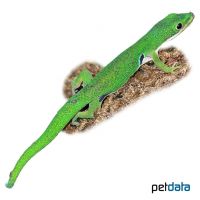 Pfauenaugen-Taggecko (Phelsuma quadriocellata)