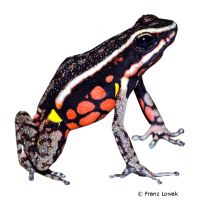 Pfeilgiftfrosch (Ameerega rubriventris)