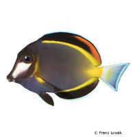 Philippinen-Doktorfisch (Acanthurus japonicus)