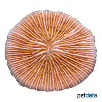 Pilzkoralle Orange (LPS) (Fungia fungites)