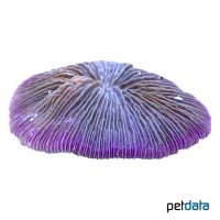 Pilzkoralle Violett (LPS) (Fungia fungites)