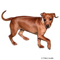 Pinscher ()