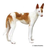 Podenco Ibicenco / Balearenlaufhund ()