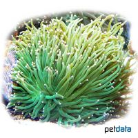Pompon-Koralle (LPS) (Euphyllia glabrescens 'Neon Green')