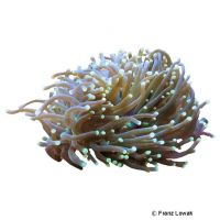 Pompon-Koralle (LPS) (Euphyllia glabrescens)