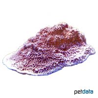 Porenkoralle (SPS) (Montipora capricornis)