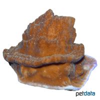Porenkoralle (SPS) (Montipora sp.)