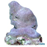 Porenkoralle (SPS) (Montipora turgescens)