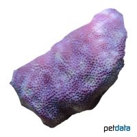 Porenkoralle (SPS) (Porites decasepta)