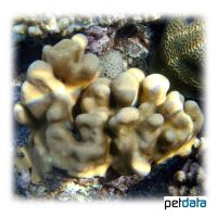 Porenkoralle (SPS) (Porites evermanni)