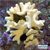 Porenkoralle (SPS) (Porites lichen)