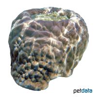 Porenkoralle (SPS) (Porites lobata)