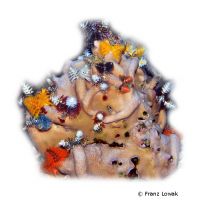 Porenkoralle Multicolor (SPS) (Porites lobata)