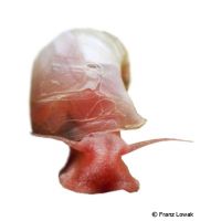 Posthornschnecke Rot (Planorbarius corneus)