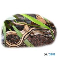 Prärie-Strumpfbandnatter Hell (Thamnophis radix)