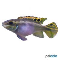 Purpurprachtbarsch (Pelvicachromis pulcher)