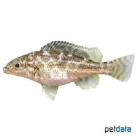 Rüssel-Polystigma (Nimbochromis linni)