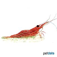 Red-Line Zwerggarnele (Caridina striata)