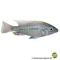 Regenbogen-Haplochromis (Protomelas similis)