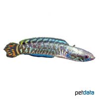 Regenbogen-Schlangenkopffisch (Channa bleheri)