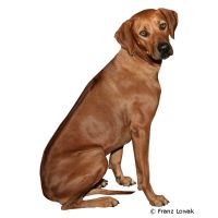 Rhodesian Ridgeback ()