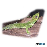 Ritteranolis ♀ (Anolis equestris)