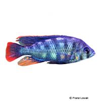 Rock Kribensis Buntbarsch (Haplochromis sauvagei)